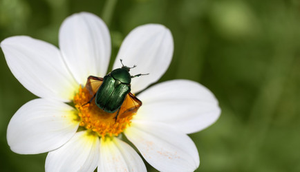 Зеленая роза шефер или Cetonia aurata готова к полету, крупным планом. Забавный жук с поднятой лапкой на белом георгине. Красивый фон с летящим изумрудным жуком. Макросъемка, копирование в пространстве - miss lemon