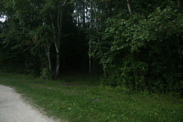 Растения, дорожка и деревья у озера в пригороде крупным планом - ZemLenik_photoclb