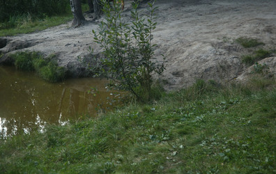Растения и трава с зелеными листьями у озера в пригороде крупным планоv - ZemLenik_photoclb