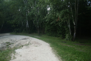 Растения, деревья березы и дорожка в пригороде - ZemLenik_photoclb