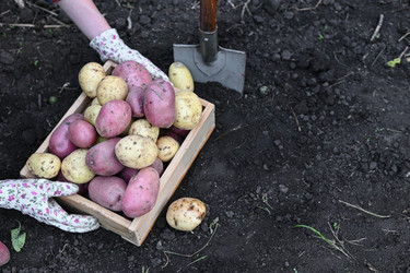 ручной сбор картофеля производится с земли в саду под ясным небом - VetalanaS
