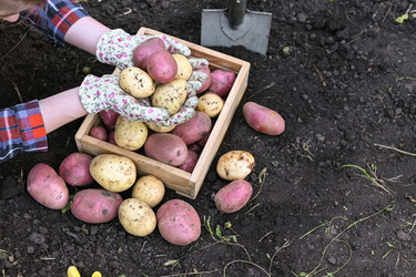 тщательный сбор садового молодого картофеля - VetalanaS