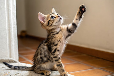 Кошка, сидящая на задних лапах С Поднятой лапой В помещении, Порождающая ИИ - RomanZ