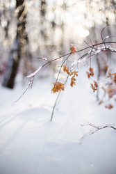 Зимняя листва покрытая льдом - KalinkaPhoto