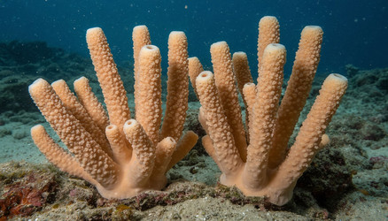 Кораллы под водой, подводный вид на море - Nik.Alex
