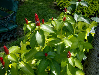 Костус Вудсона (Costus woodsonii), известный также как красный имбирь-пуговица - bykgeniy