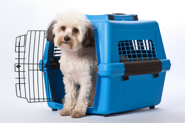 Dog sit carrier. Safety care trip. Generate Ai - yliv