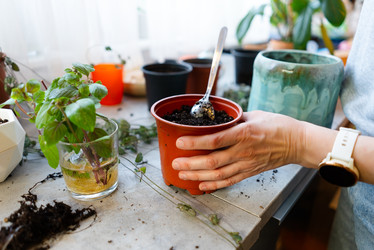 Сосредоточенный садовник сажает и засыпает почву среди садовых инструментов со спокойной жизнерадостной заботой при естественном освещении в домашних условиях - ElenaSk