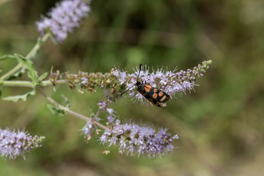 Бабочка (Zygaena sogdiana) крупным планом - Slavina