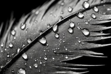 Капля воды из птичьего пера. Шлейф хрупкий. Генерировать искусственный интеллект - yliv