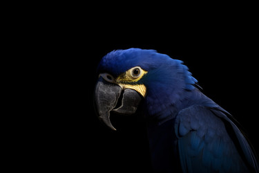 Hyacinth macaw bird. Nature bird. Generate Ai - yliv