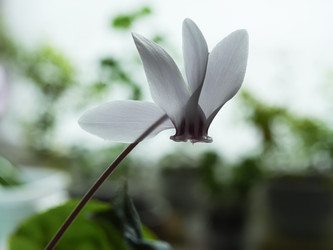 Нежный белый цветок цикламена плющелистного в контровом свете - raregarden