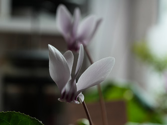 Два белых цветка цикламена плющелистного - raregarden