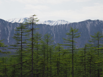 Лиственницы на фоне снежных сопок. Сахалин. Смирныховский район. Larches on the background of snowy hills. Sakhalin. Smirnykhovsky district.(marka) - marka