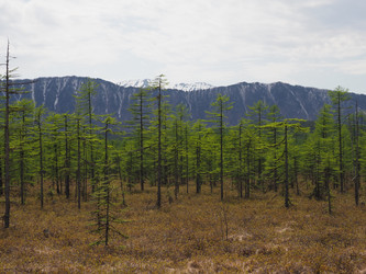 Лиственницы на фоне снежных сопок. Сахалин. Смирныховский район. Larches on the background of snowy hills. Sakhalin. Smirnykhovsky district.(marka) - marka