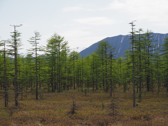 Лиственницы на фоне снежных сопок. Сахалин. Смирныховский район. Larches on the background of snowy hills. Sakhalin. Smirnykhovsky district.(marka) - marka