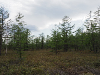 Лиственницы на фоне снежных сопок. Сахалин. Смирныховский район. Larches on the background of snowy hills. Sakhalin. Smirnykhovsky district.(marka) - marka