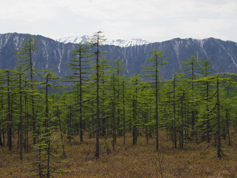 Лиственницы на фоне снежных сопок. Сахалин. Смирныховский район. Larches on the background of snowy hills. Sakhalin. Smirnykhovsky district.(marka) - marka
