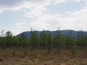 Лиственницы на фоне снежных сопок. Сахалин. Смирныховский район. Larches on the background of snowy hills. Sakhalin. Smirnykhovsky district.(marka) - marka