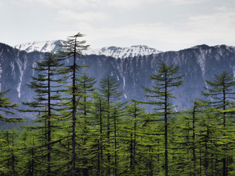Лиственницы на фоне снежных сопок. Сахалин. Смирныховский район. Larches on the background of snowy hills. Sakhalin. Smirnykhovsky district.(marka) - marka