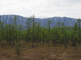 Лиственницы на фоне снежных сопок. Сахалин. Смирныховский район. Larches on the background of snowy hills. Sakhalin. Smirnykhovsky district.(marka) - marka