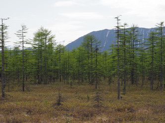 Лиственницы на фоне снежных сопок. Сахалин. Смирныховский район. Larches on the background of snowy hills. Sakhalin. Smirnykhovsky district.(marka) - marka