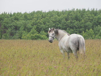 Лошади на пастбище. Horses in the pasture. Сахалин. Sakhalin. (marka) - marka