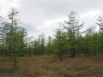 Лиственницы на фоне снежных сопок. Сахалин. Смирныховский район. Larches on the background of snowy hills. Sakhalin. Smirnykhovsky district.(marka) - marka