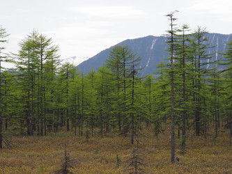 Лиственницы на фоне снежных сопок. Сахалин. Смирныховский район. Larches on the background of snowy hills. Sakhalin. Smirnykhovsky district.(marka) - marka