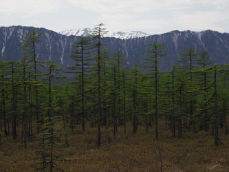 Лиственницы на фоне снежных сопок. Сахалин. Смирныховский район. Larches on the background of snowy hills. Sakhalin. Smirnykhovsky district.(marka) - marka