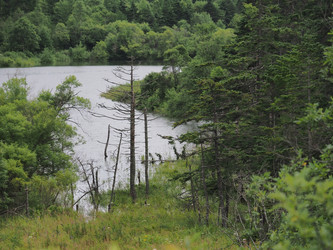 Лесное озеро. Сахалин. Forest lake. Sakhalin. (marka) - marka