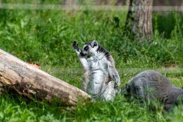 Крупный план кольцехвостого лемура (Lemur catta), сидящего на траве и облизывающего лапу во время ухода за собой в зоопарке - DmitryKurullin