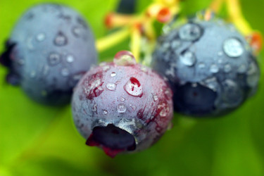 BLUEBERRY BERRIES AFTER RAIN. ЯГОДЫ ГОЛУБИКИ ПОСЛЕ ДОЖДЯ - ViatorArt