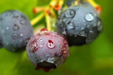 BLUEBERRY BERRIES AFTER RAIN. ЯГОДЫ ГОЛУБИКИ ПОСЛЕ ДОЖДЯ - ViatorArt