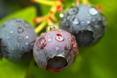 ЯГОДЫ ГОЛУБИКИ ПОСЛЕ ДОЖДЯ. BLUEBERRY BERRIES AFTER RAIN - ViatorArt