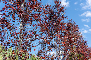Горизонтальный вид под низким углом на пурпурные березы (Betula pendula 'Royal Frost' или 'Purpurea') с белой корой стволов и темно-красной листвой на фоне голубого облачного неба - DmitryKurullin