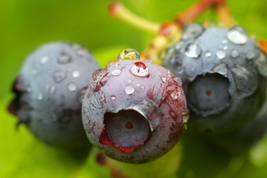 ЯГОДЫ ГОЛУБИКИ ПОСЛЕ ДОЖДЯ.  BLUEBERRY BERRIES AFTER THE RAIN - ViatorArt