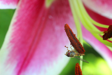 ЦВЕТОК ЛИЛИИ. МУХА КУШАЕТ ПЫЛЬЦУ С ТЫЧИНОК. LILY FLOWER. A FLIE EATS POLLEN FROM THE STAMENS - ViatorArt