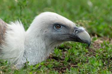 Портрет белоголового грифа (Gyps fulvus) крупным планом в профиль, на котором видны его голова, клюв и оперение на шее - DmitryKurullin
