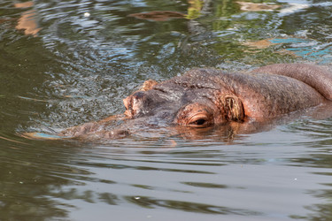 Крупный план головы бегемота (Hippopotamus amphibius), погруженного в мутную воду пруда в зоопарке - DmitryKurullin