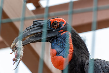 Крупный план южной птицы-носорога (Bucorvus leadbeateri), держащей в клюве маленького хищного грызуна за сетчатой клеткой - DmitryKurullin