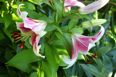 ЦВЕТЫ ЛИЛИИ. ТЫЧИНКИ. LILY FLOWERS. STAMENS - ViatorArt