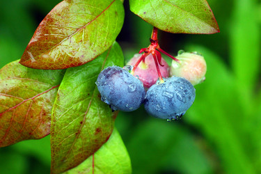 BLUEBERRY BERRIES AFTER RAIN. ЯГОДЫ ГОЛУБИКИ ПОСЛЕ ДОЖДЯ - ViatorArt