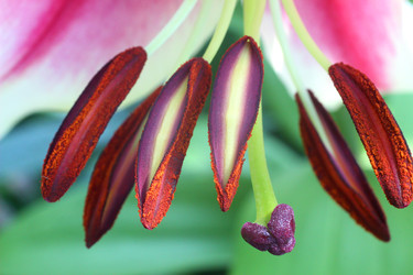 ЦВЕТЫ ЛИЛИИ. ТЫЧИНКИ. LILY FLOWERS. STAMENS - ViatorArt