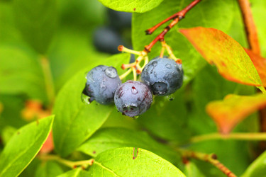 BLUEBERRY BERRIES AFTER RAIN. ЯГОДЫ ГОЛУБИКИ ПОСЛЕ ДОЖДЯ - ViatorArt