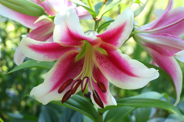 ЦВЕТЫ ЛИЛИИ. ТЫЧИНКИ. LILY FLOWERS. STAMENS - ViatorArt