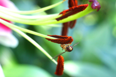 ЦВЕТЫ ЛИЛИИ. ТЫЧИНКИ. LILY FLOWERS. STAMENS - ViatorArt