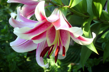 ЦВЕТЫ ЛИЛИИ. ТЫЧИНКИ. LILY FLOWERS. STAMENS - ViatorArt