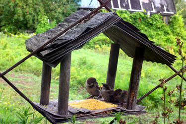 ВОРОБЕЙ В КОРМУШКЕ. A SPARROW IN A FEEDER - ViatorArt