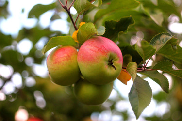КРАСНОЕ ЯБЛОКО. RED APPLE - ViatorArt